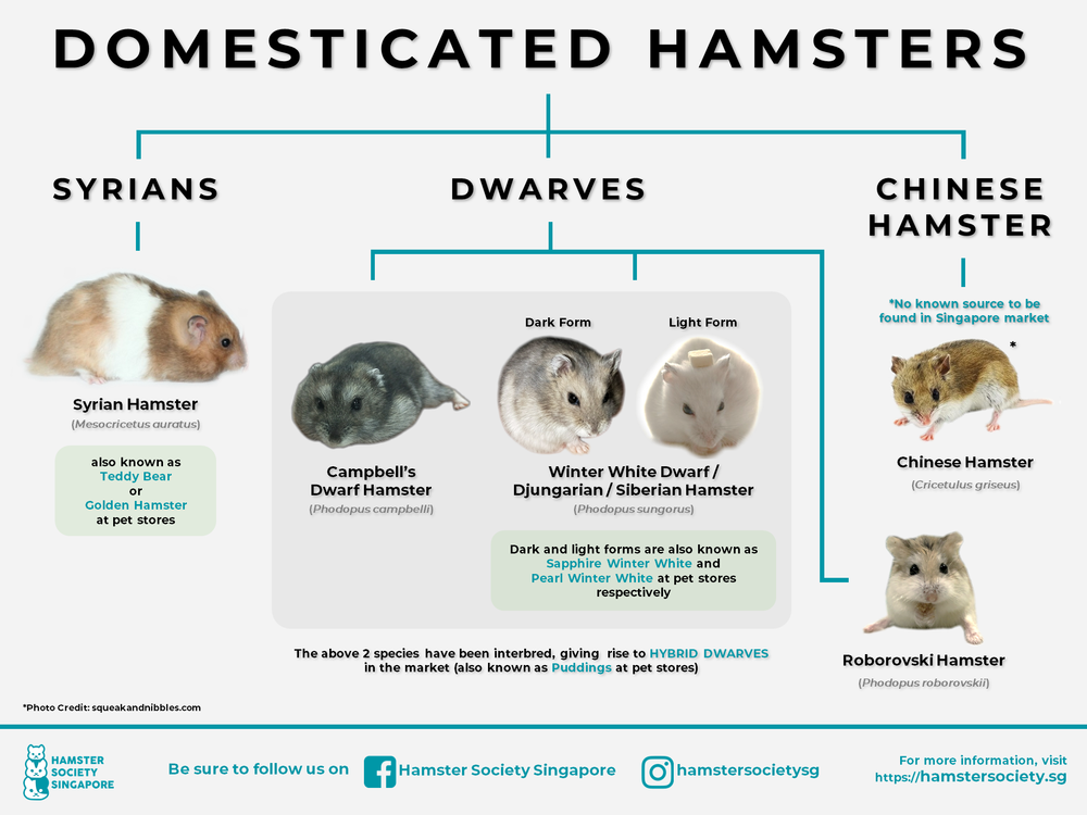 Hamster Species