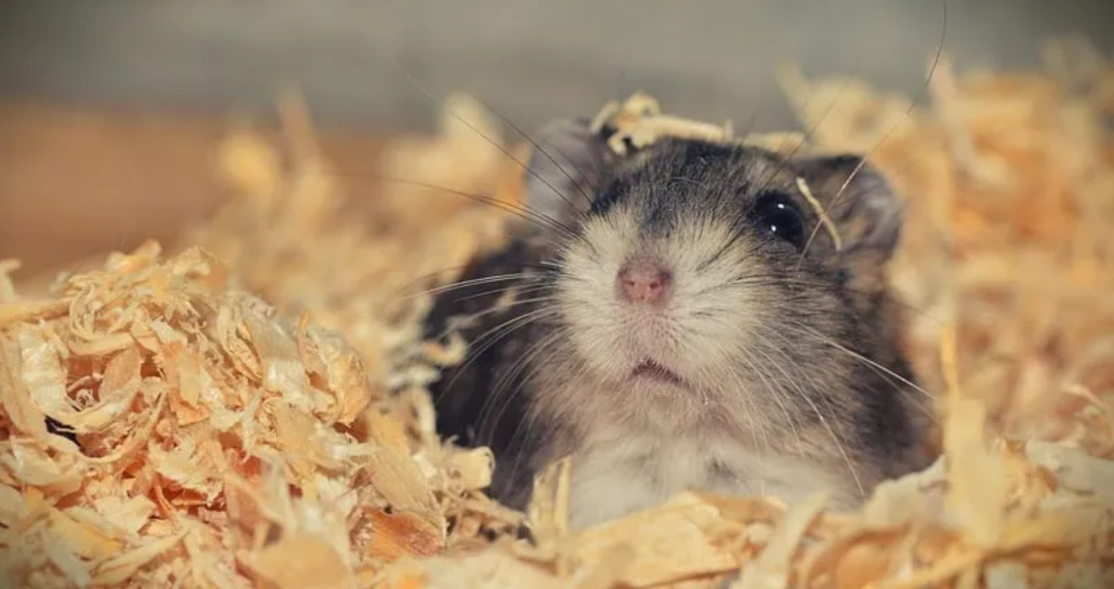 Hamster in woodchips