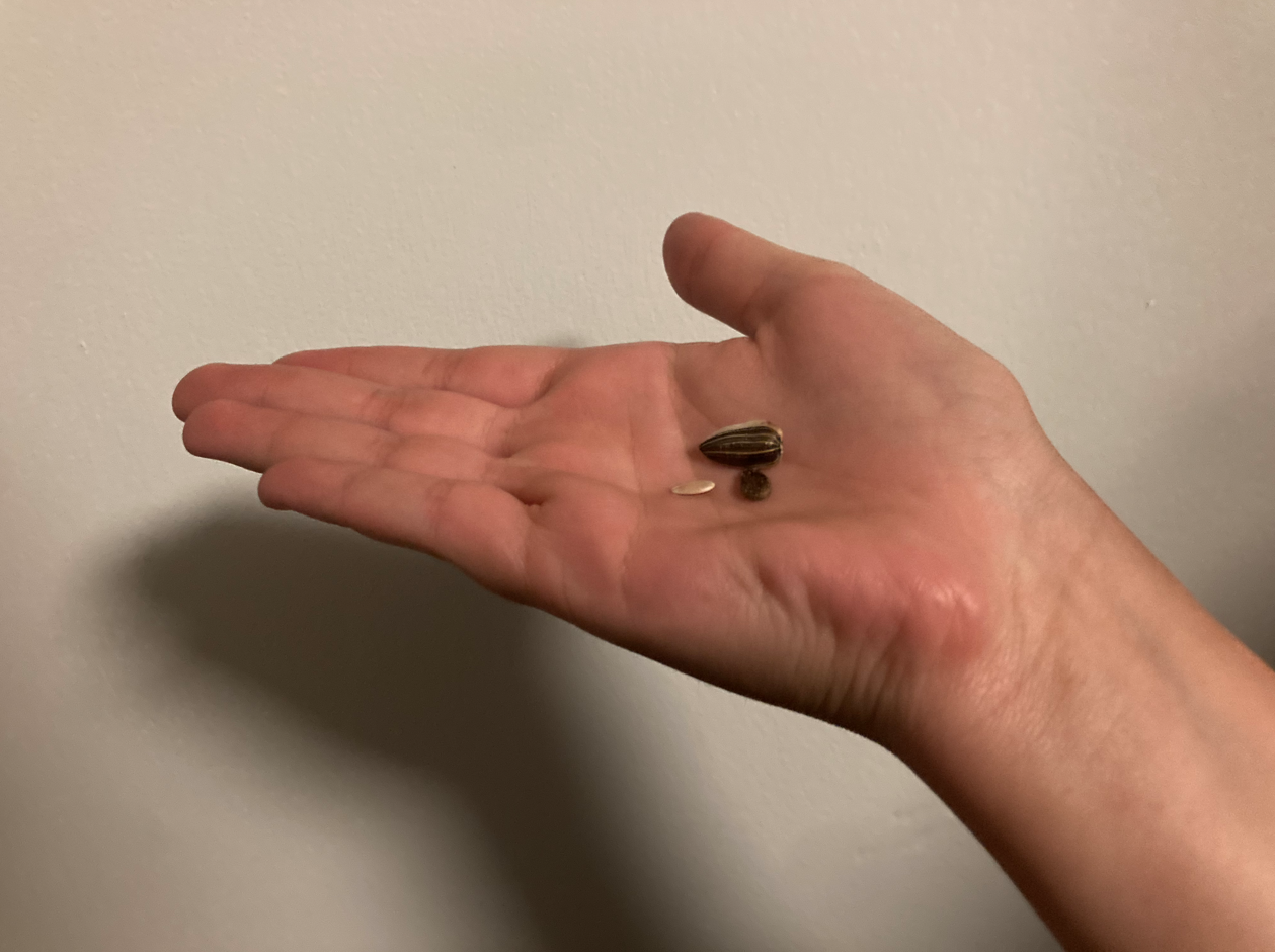 Holding seeds in palm